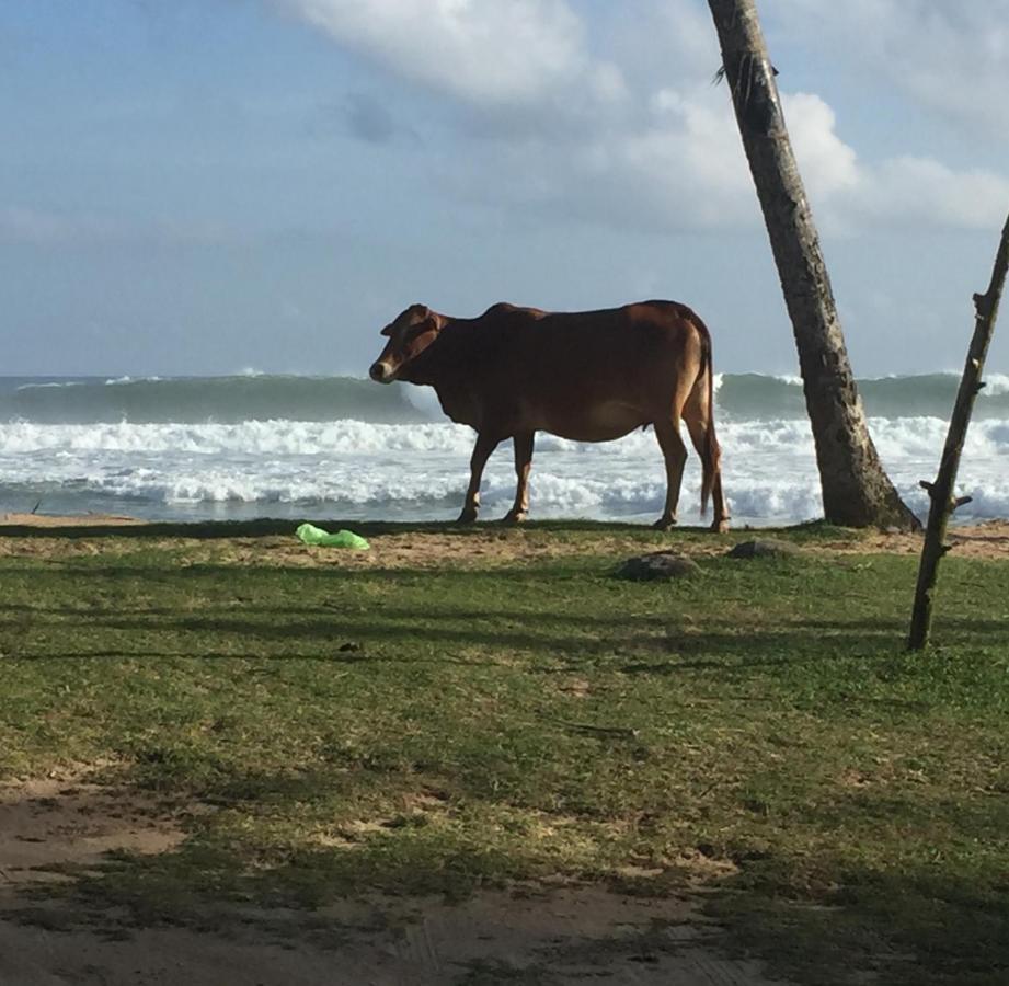 Sundance Surf Coconut Point Hotel Weligama Buitenkant foto